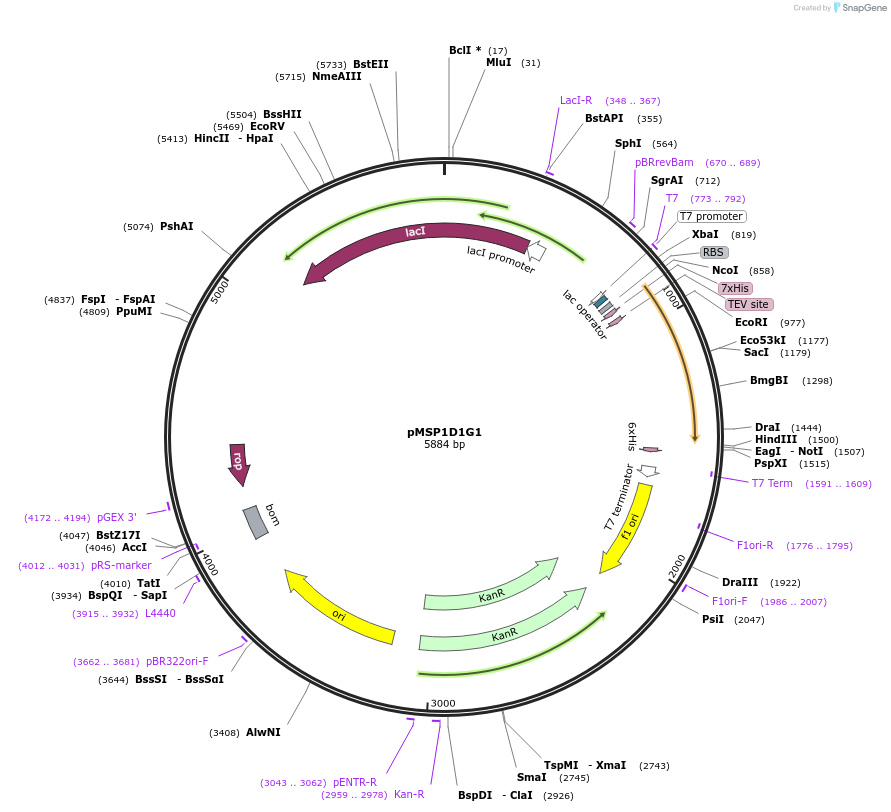 97325-plasmid-map-sequence-id-182623
