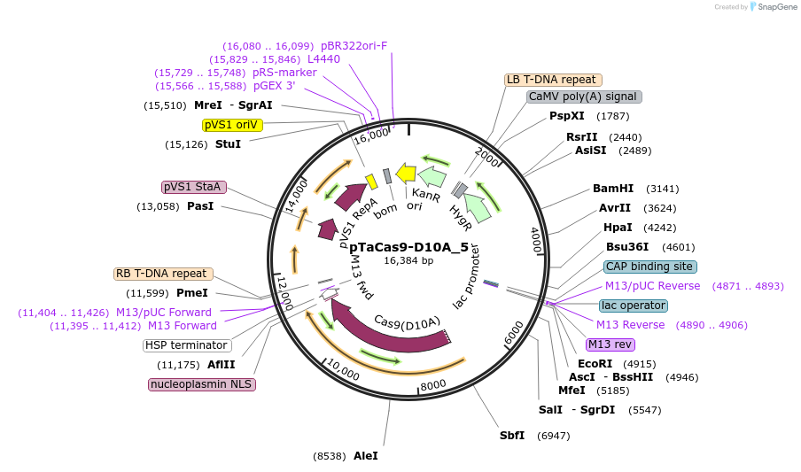 91170-plasmid-map-sequence-id-182624