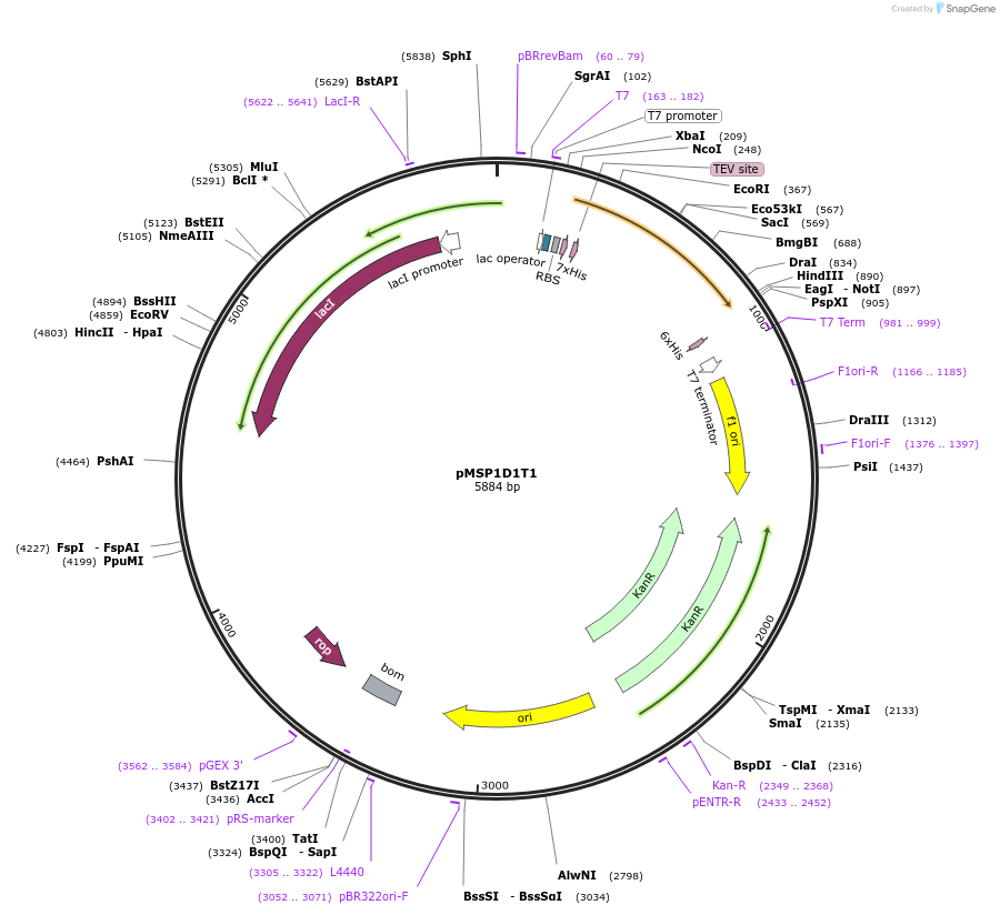 97327-plasmid-map-sequence-id-182625