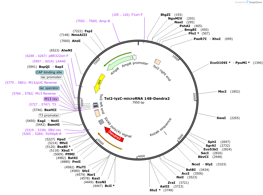 97114-plasmid-map-sequence-id-182640