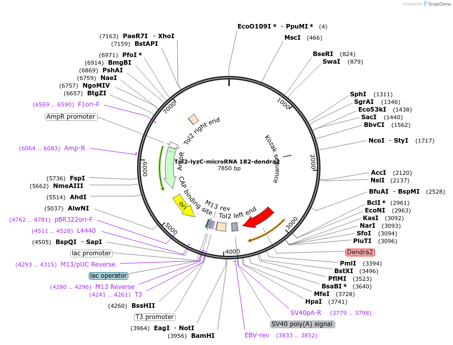97115-plasmid-map-sequence-id-182641