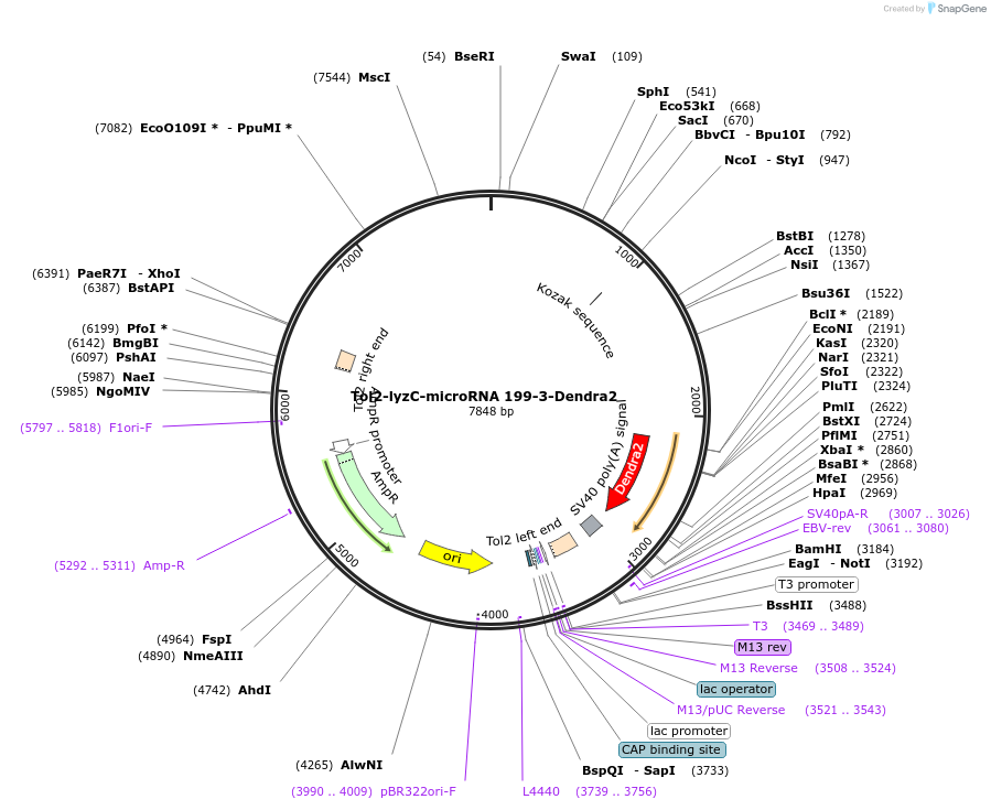 97119-plasmid-map-sequence-id-182647