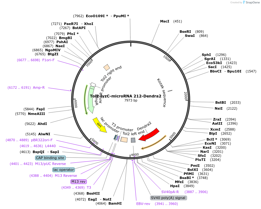 97122-plasmid-map-sequence-id-182661