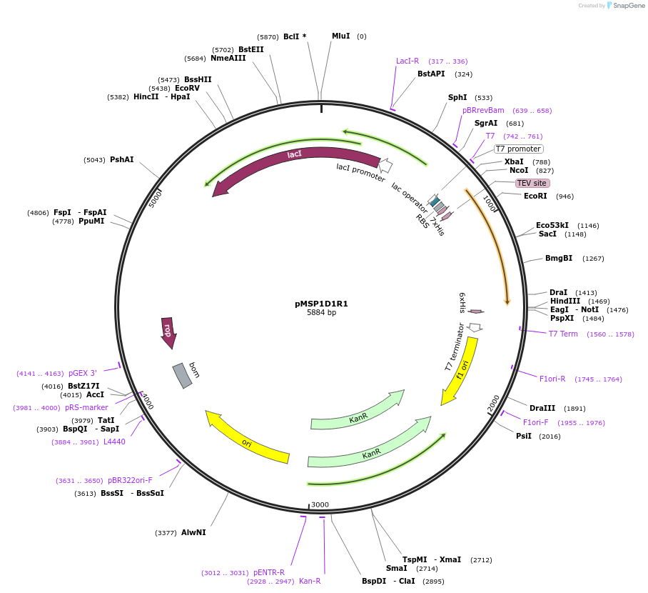 97323-plasmid-map-sequence-id-182662