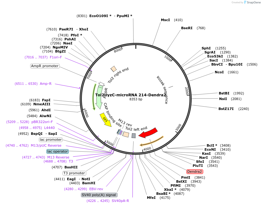97123-plasmid-map-sequence-id-182663