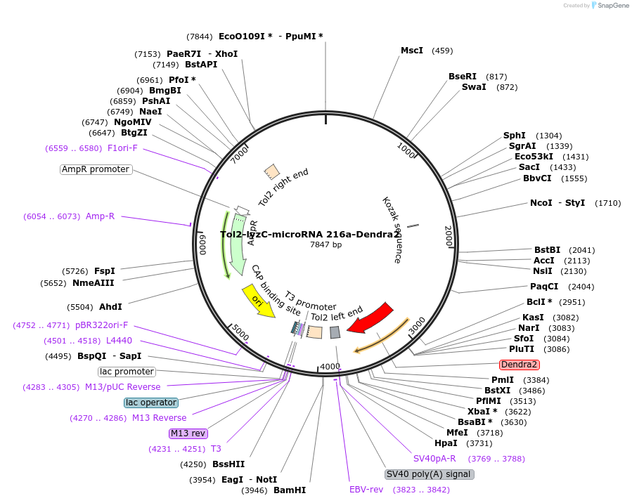 97124-plasmid-map-sequence-id-182664
