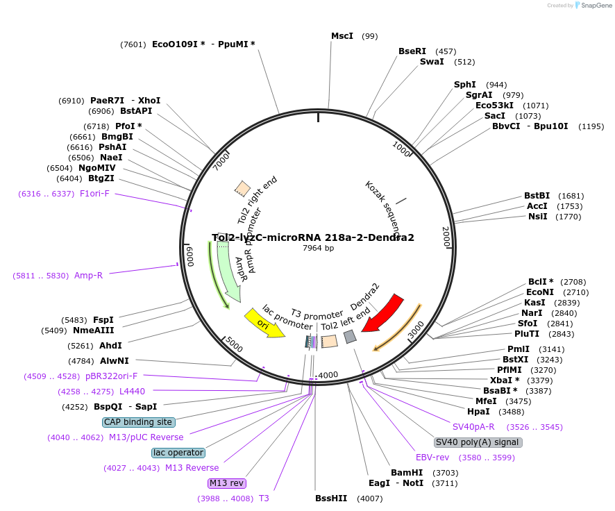 97125-plasmid-map-sequence-id-182666