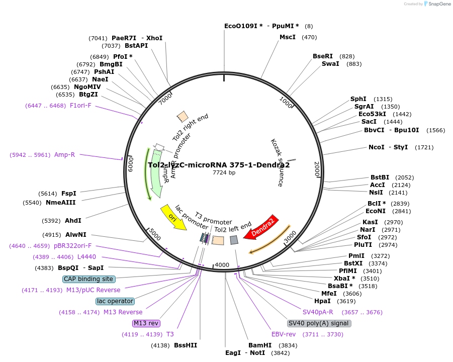 97127-plasmid-map-sequence-id-182668