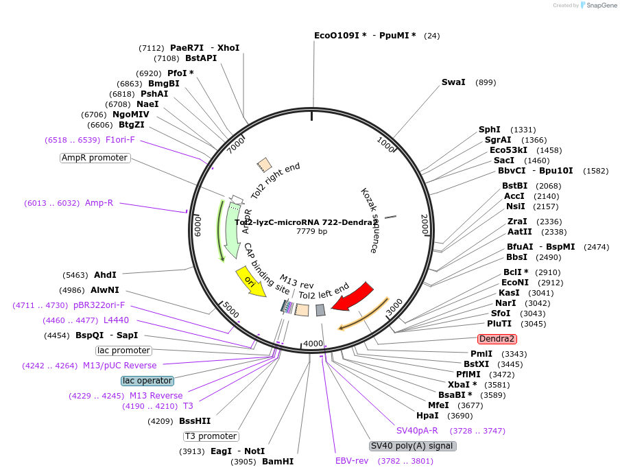 97130-plasmid-map-sequence-id-182671