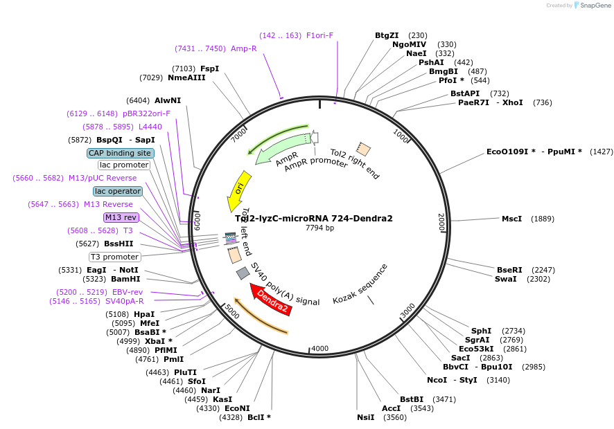 97131-plasmid-map-sequence-id-182672