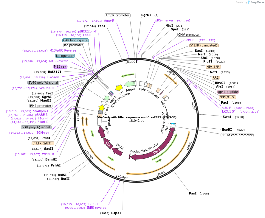 90086-plasmid-map-sequence-id-182687