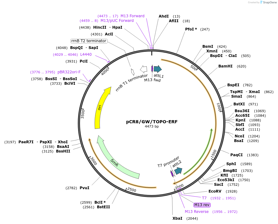 98626-plasmid-map-sequence-id-182696