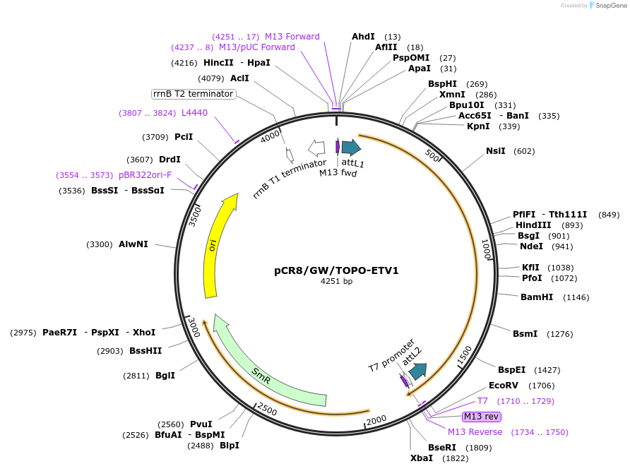 98623-plasmid-map-sequence-id-182704