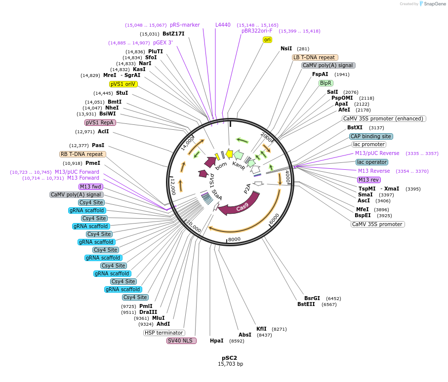 91180-plasmid-map-sequence-id-182720