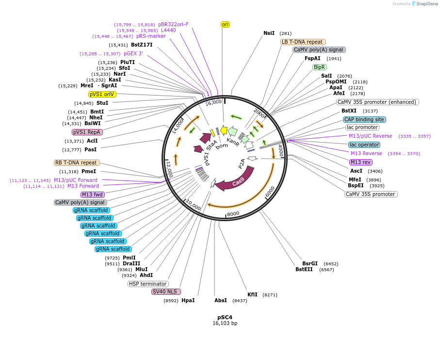 91182-plasmid-map-sequence-id-182722