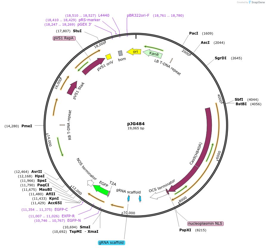 91194-plasmid-map-sequence-id-182755