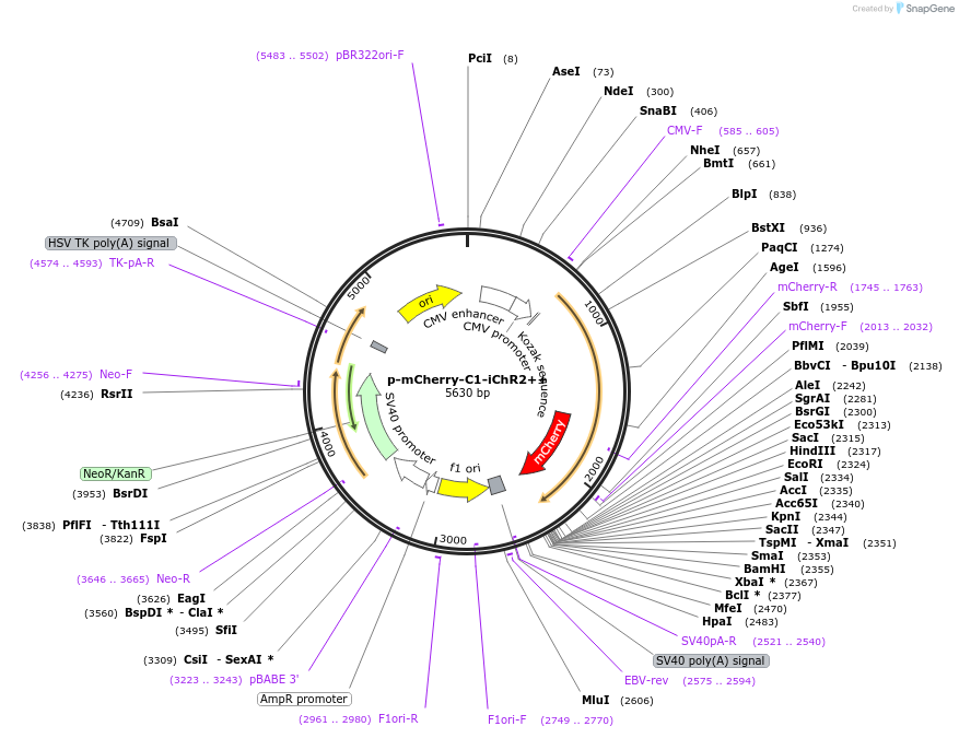 98172-plasmid-map-sequence-id-182770
