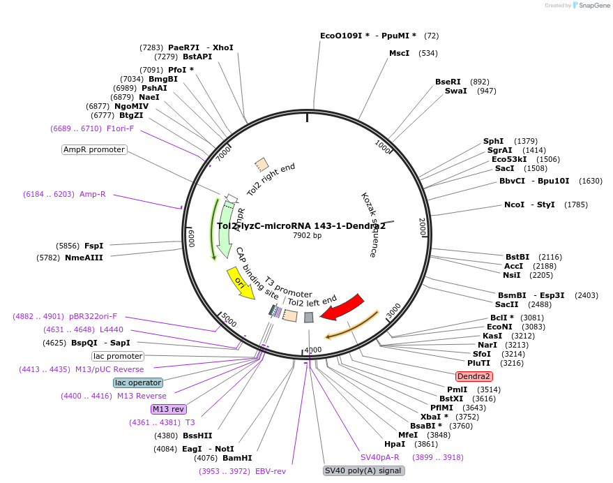 97137-plasmid-map-sequence-id-182772
