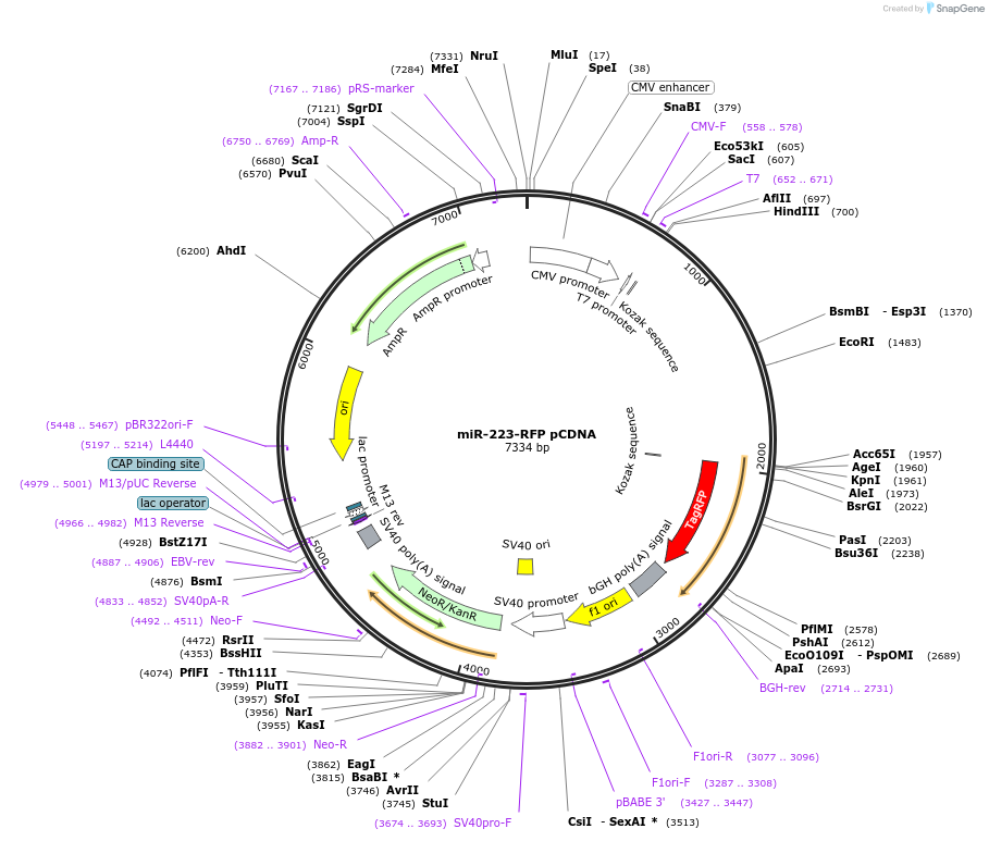97142-plasmid-map-sequence-id-182776