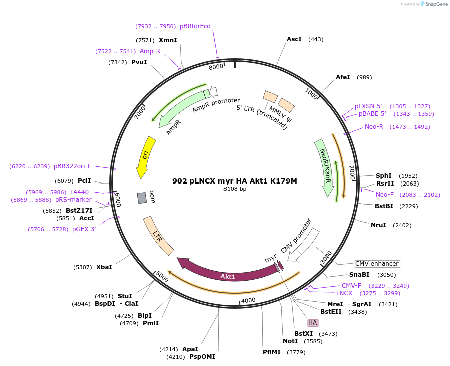 9006-plasmid-map-sequence-id-182778