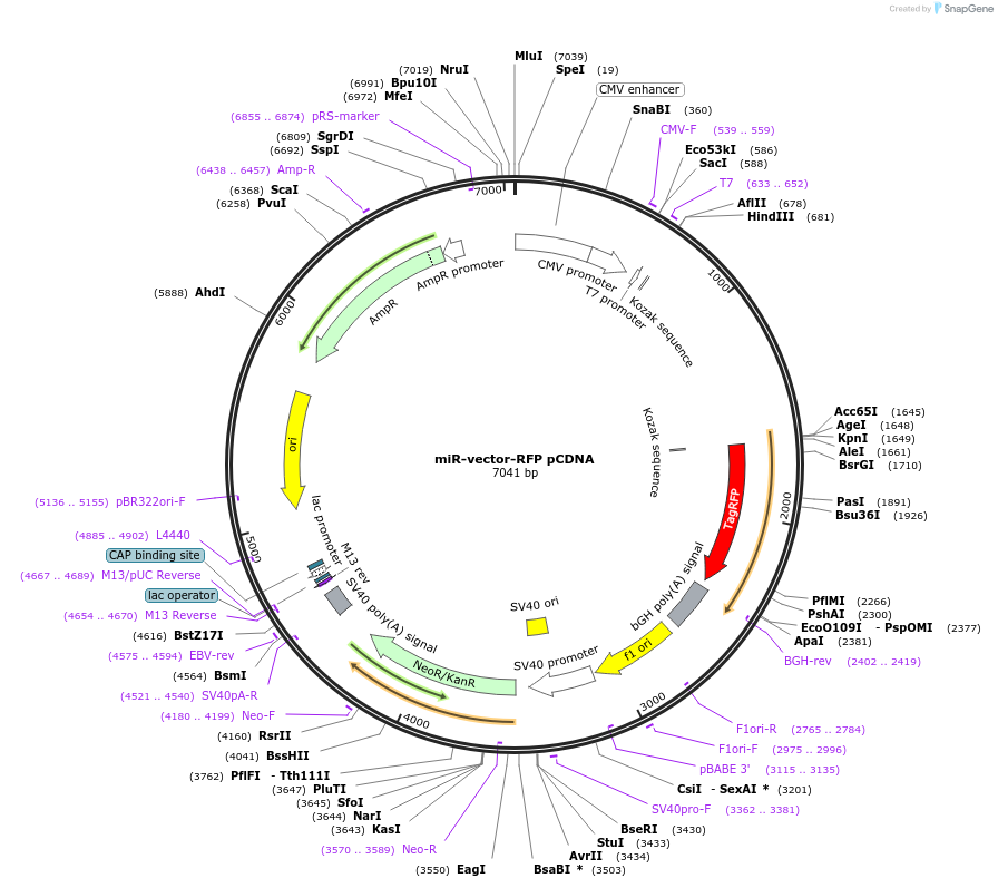 97143-plasmid-map-sequence-id-182780