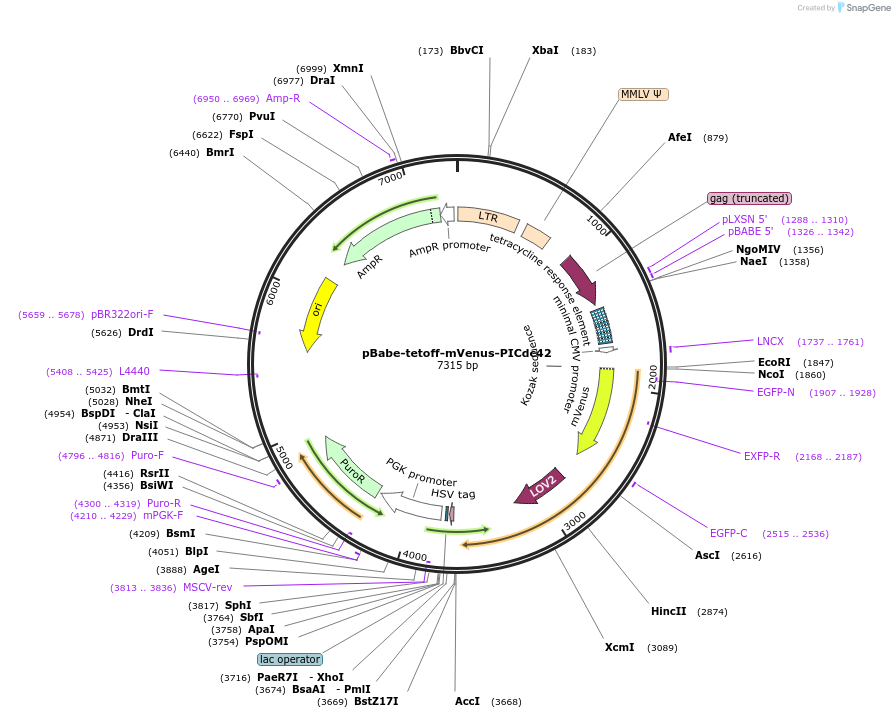 91876-plasmid-map-sequence-id-182795