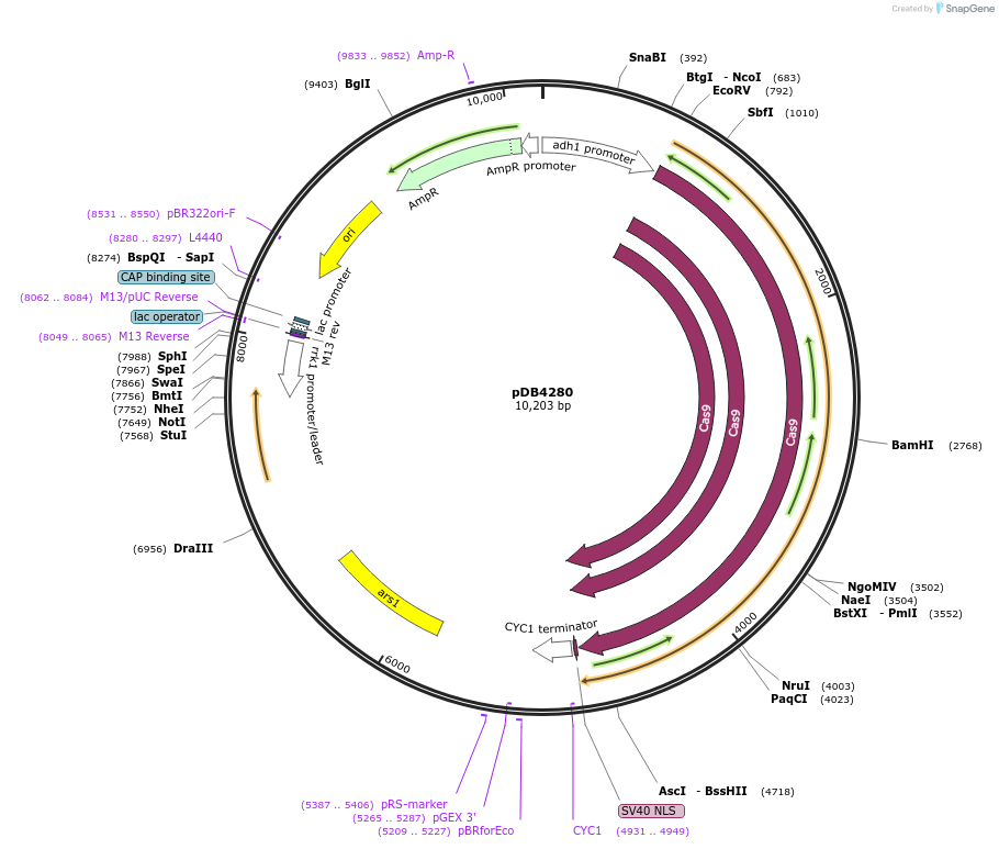 98699-plasmid-map-sequence-id-182830