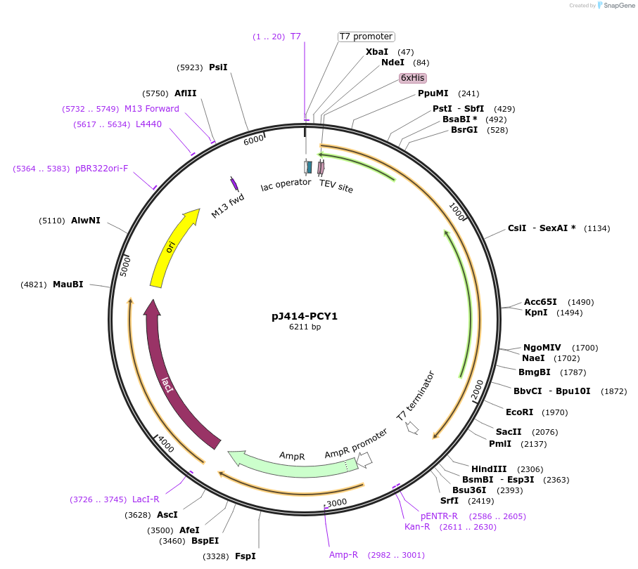 98150-plasmid-map-sequence-id-182834