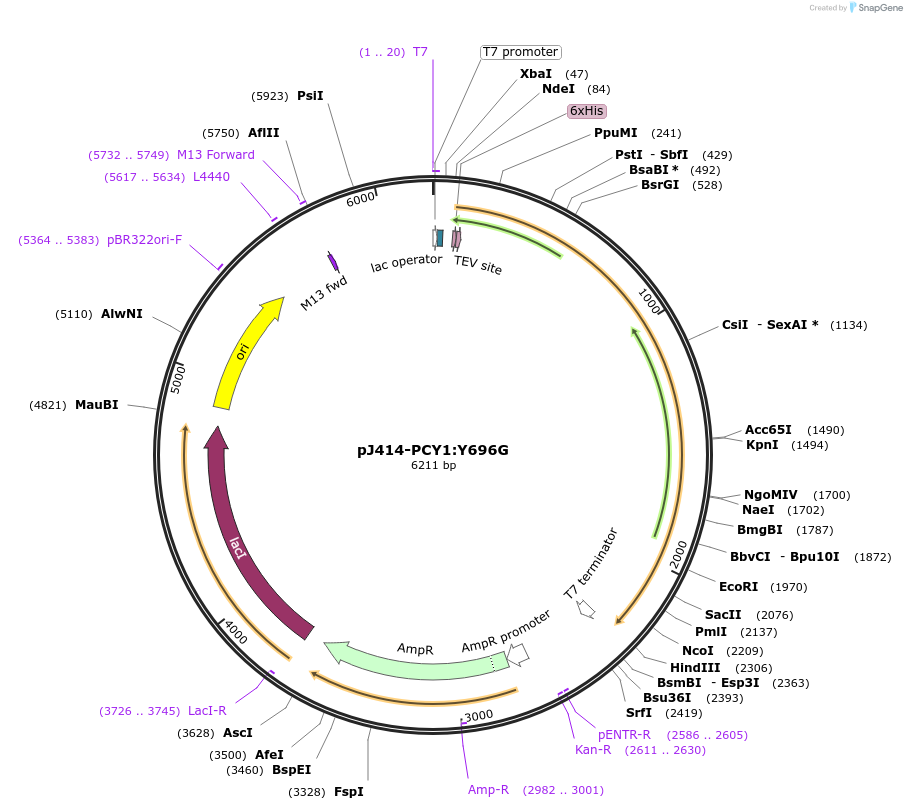 98156-plasmid-map-sequence-id-182838