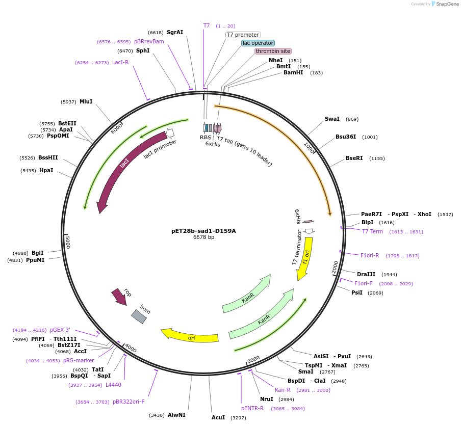90305-plasmid-map-sequence-id-182852