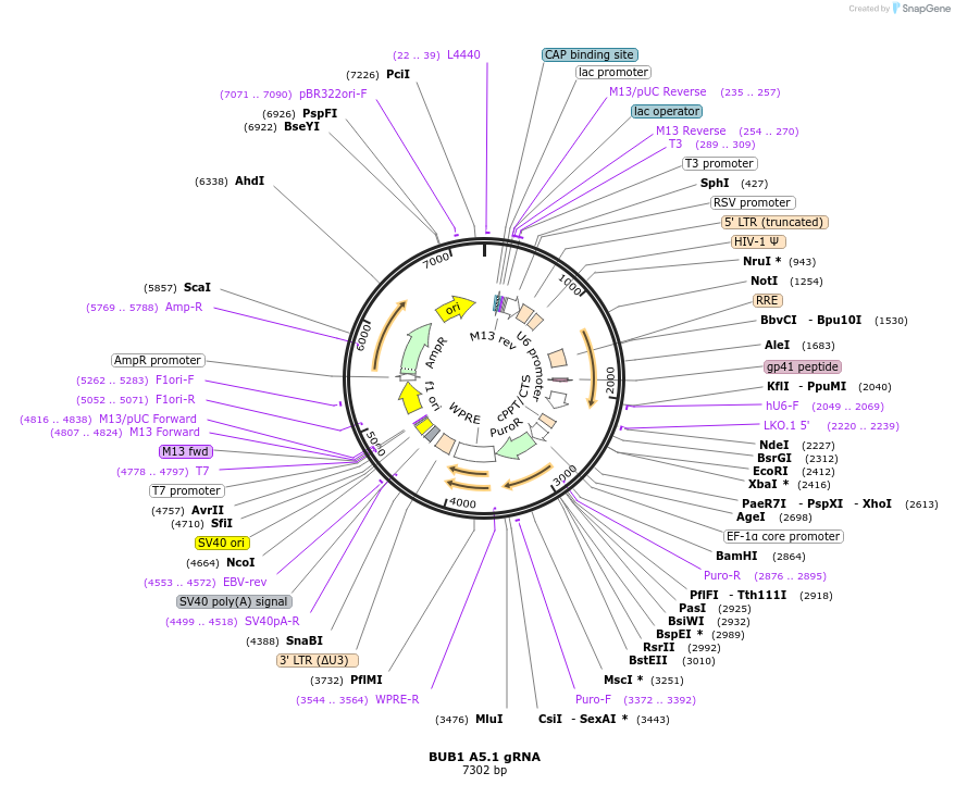 90552-plasmid-map-sequence-id-182858
