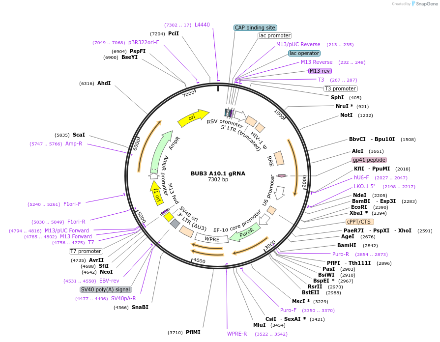 90557-plasmid-map-sequence-id-182866