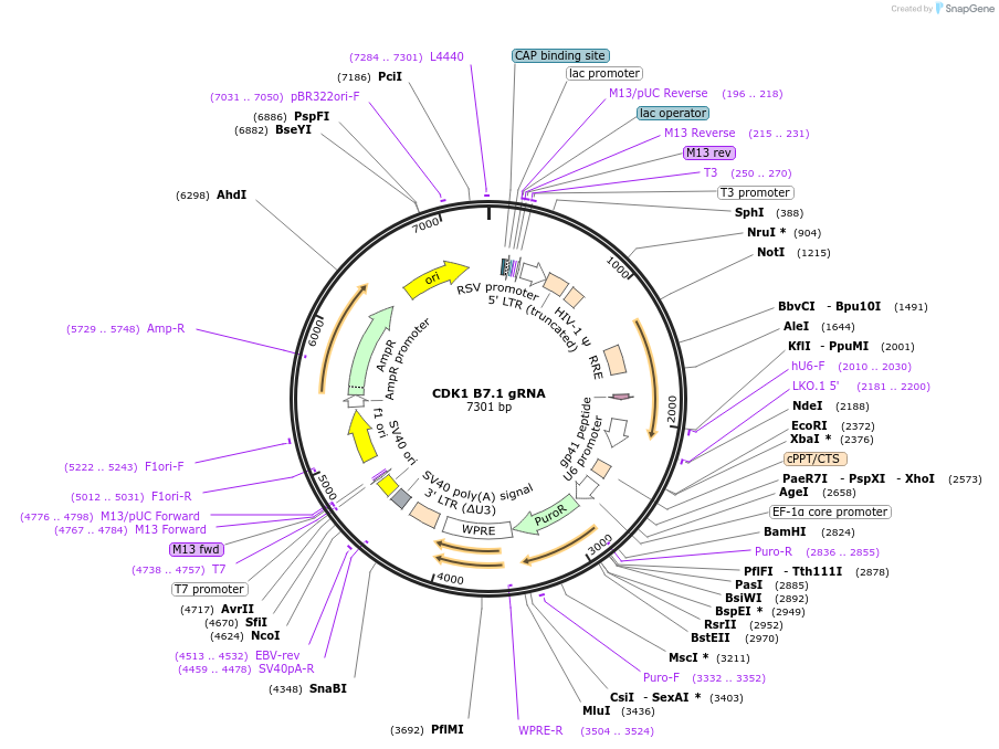 90604-plasmid-map-sequence-id-182875