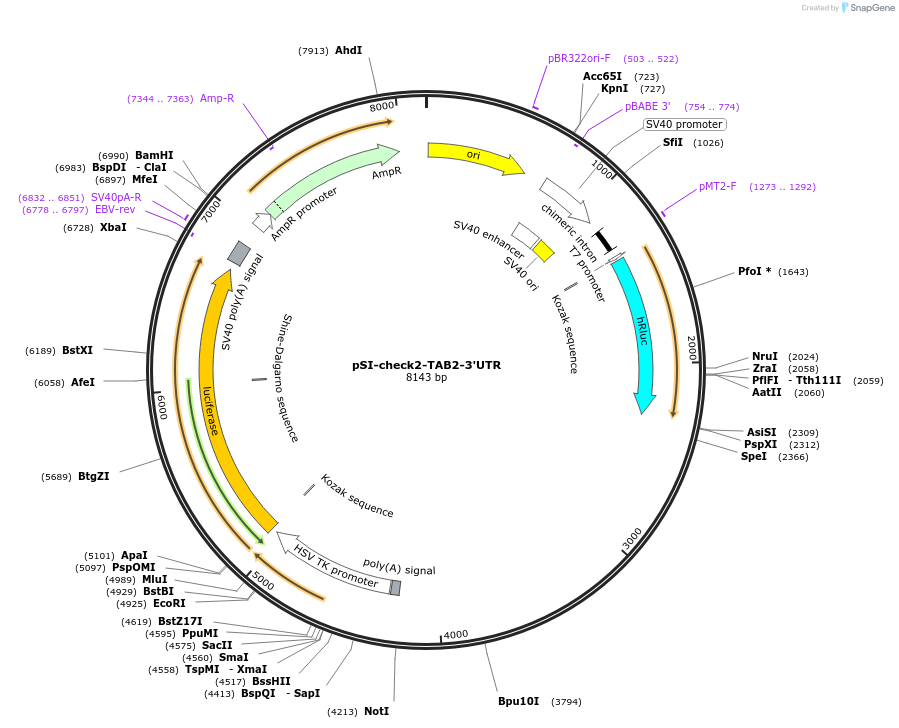 97157-plasmid-map-sequence-id-182899