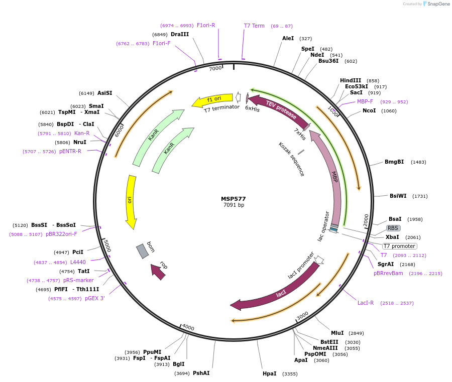 98801-plasmid-map-sequence-id-182913