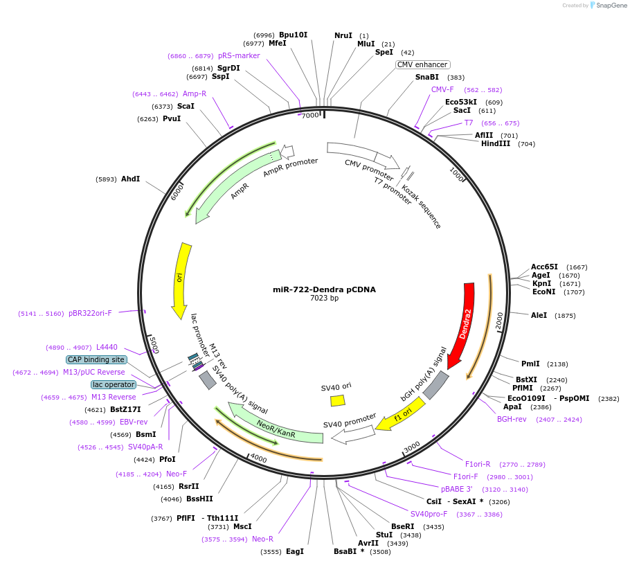 97163-plasmid-map-sequence-id-182933
