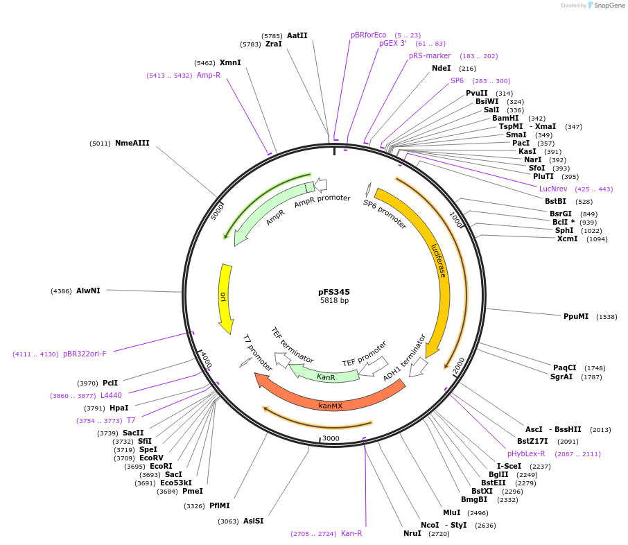 89349-plasmid-map-sequence-id-182945