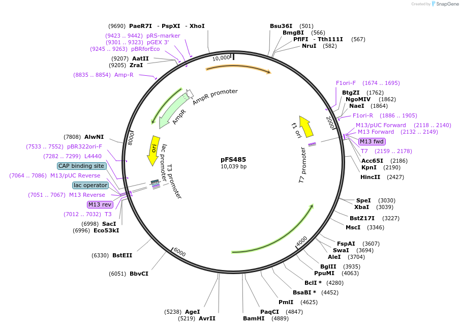89348-plasmid-map-sequence-id-182949
