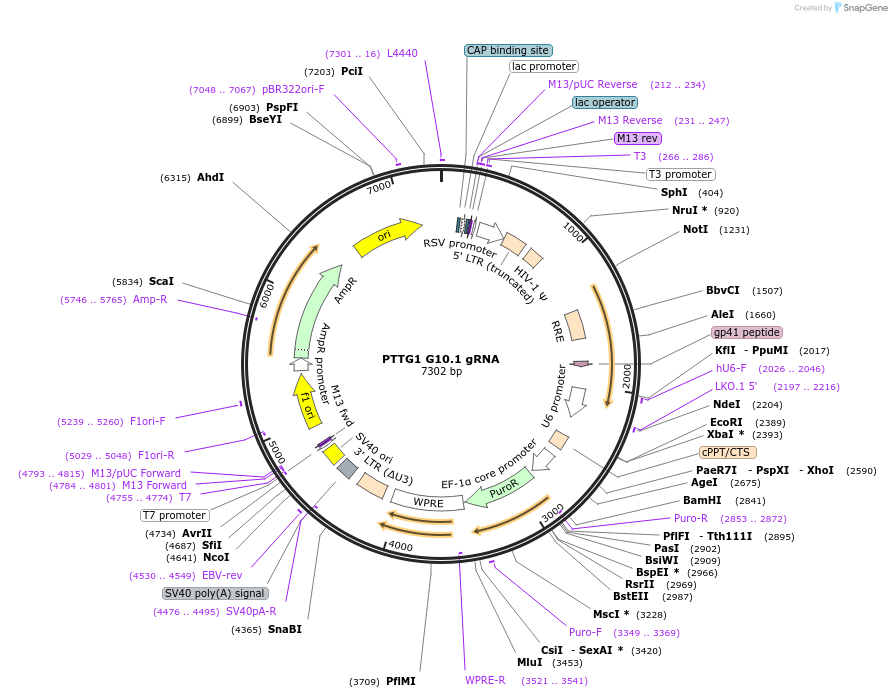 90861-plasmid-map-sequence-id-182953