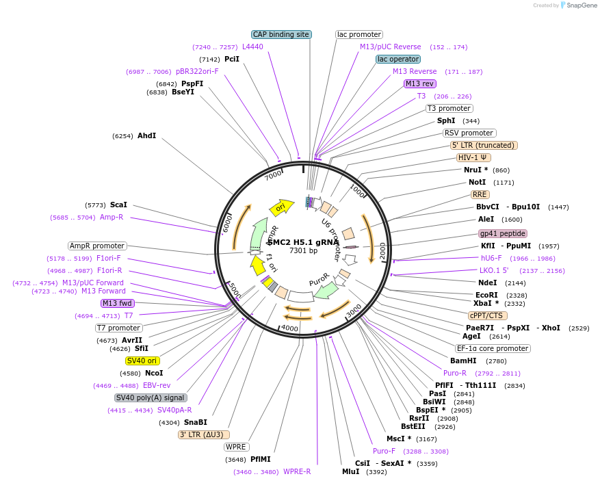 90892-plasmid-map-sequence-id-182962