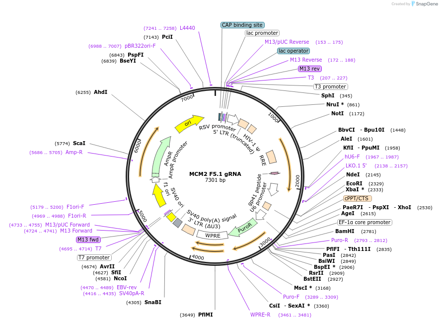 90758-plasmid-map-sequence-id-182972