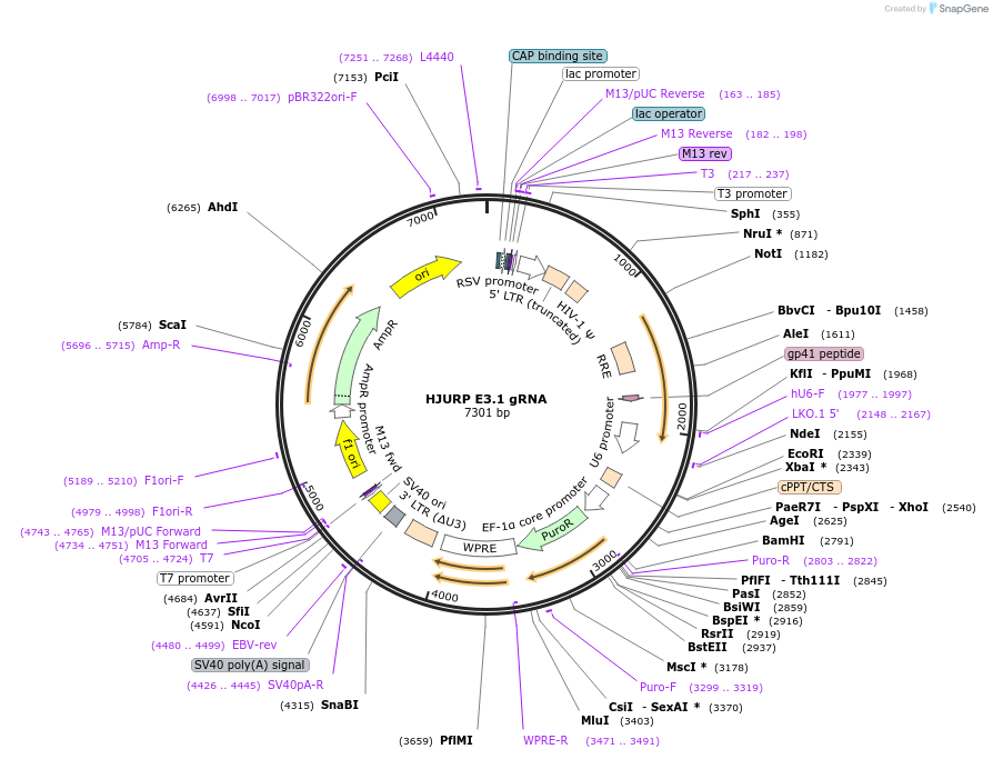 90710-plasmid-map-sequence-id-182981