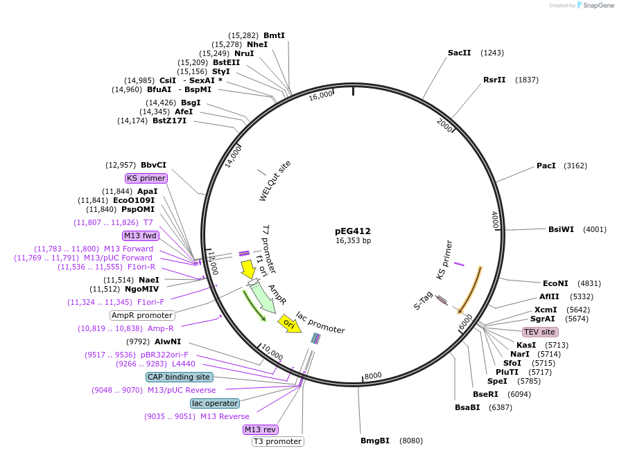 40087-plasmid-map-sequence-id-182987