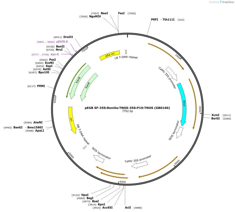 75412-plasmid-map-sequence-id-182999