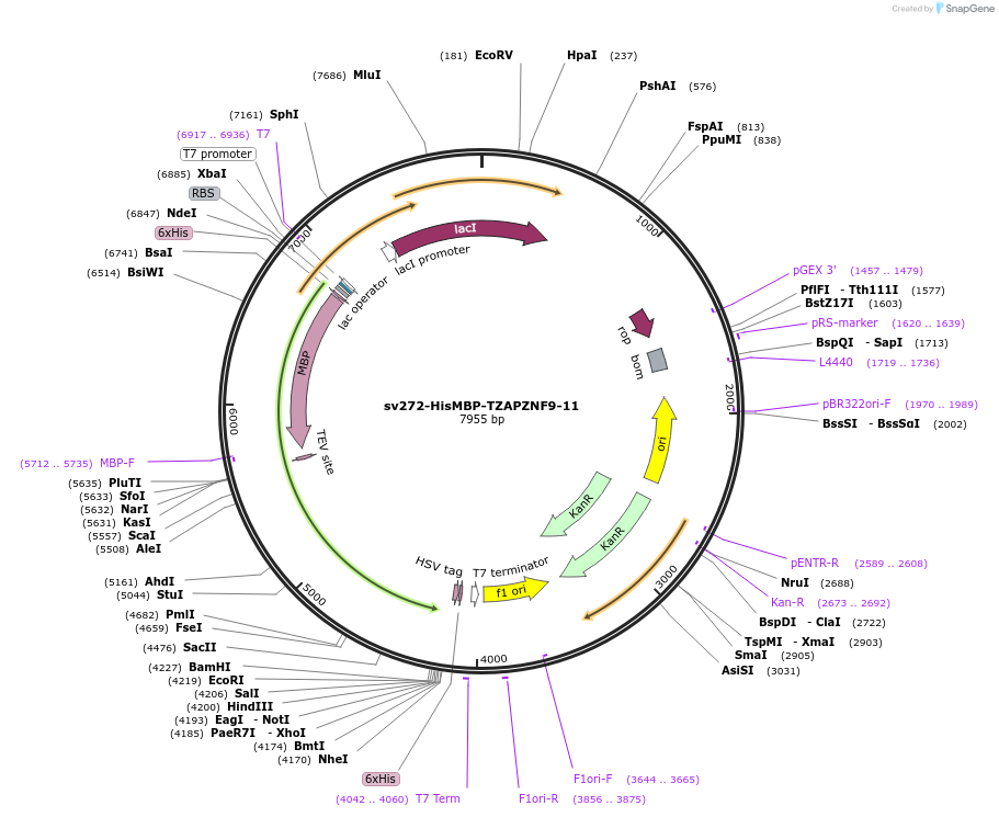 87185-plasmid-map-sequence-id-183019