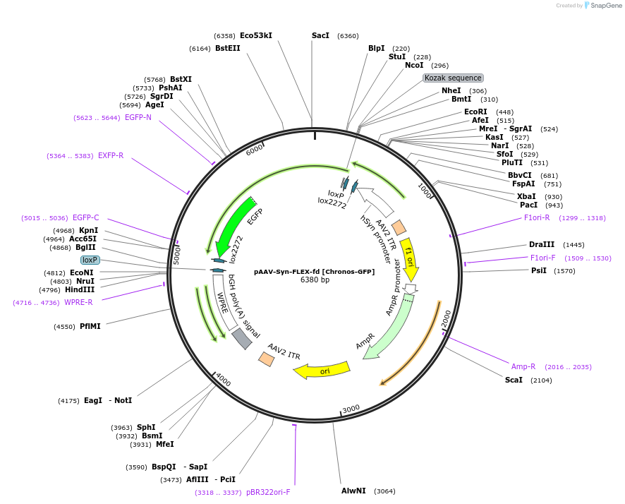 84482-plasmid-map-sequence-id-183021