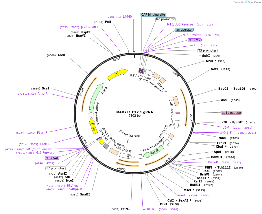 90743-plasmid-map-sequence-id-183027