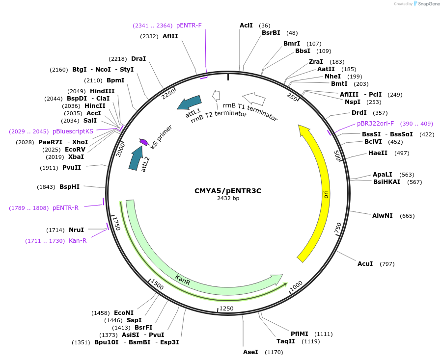 97408-plasmid-map-sequence-id-183033