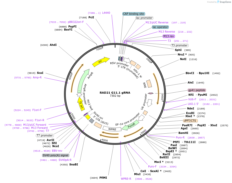 90866-plasmid-map-sequence-id-183034