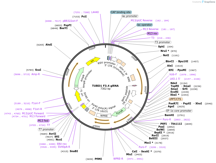90926-plasmid-map-sequence-id-183035